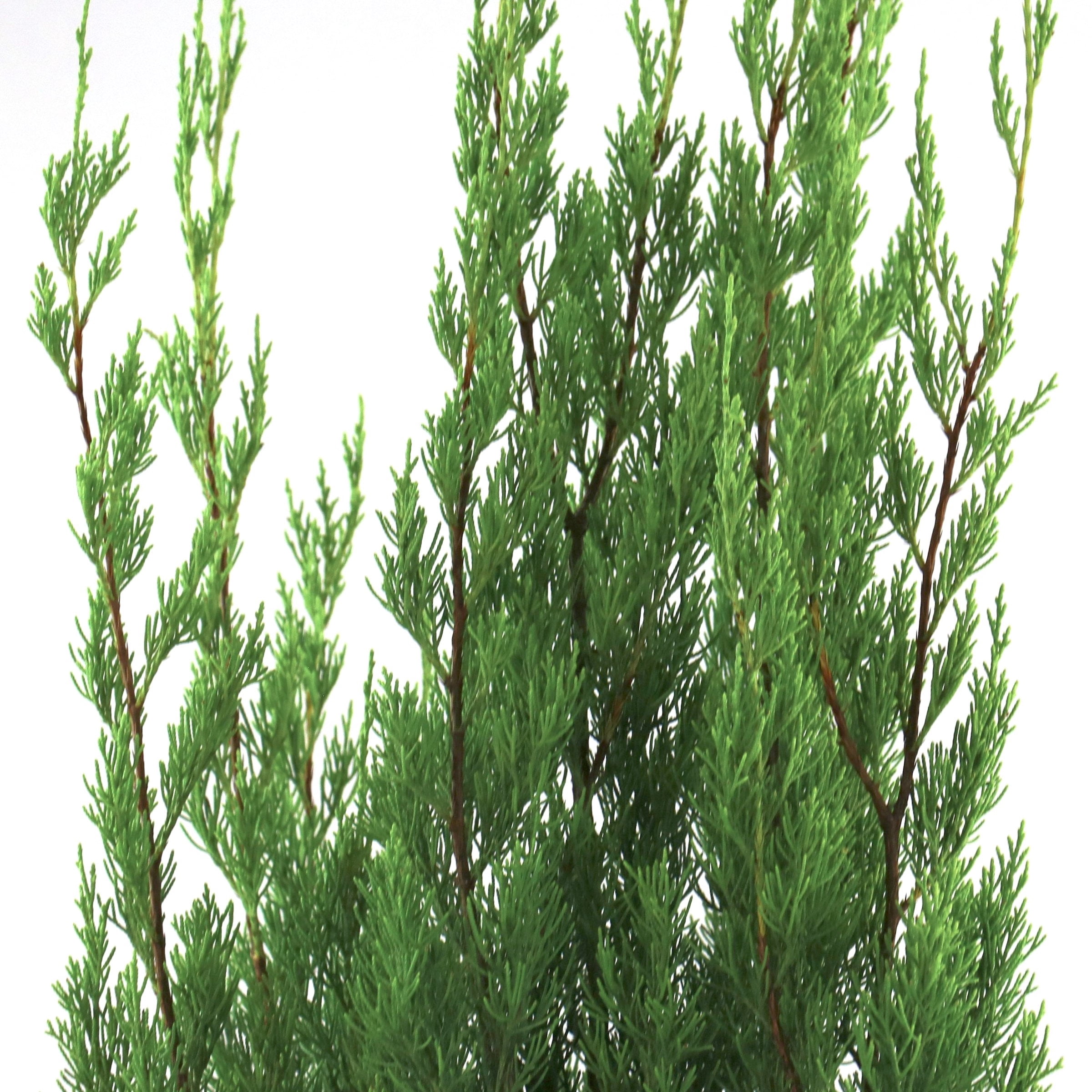 National Plant Network 3 gal. Juniper Brodie Live Shrub