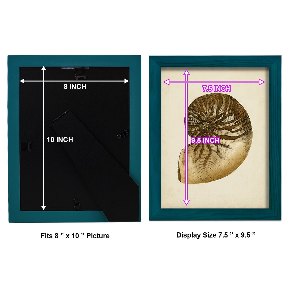 Sealife Collection V - Framed Print w/glass - Ocean Blue