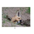 thumbnail image 1 of Kevin Milner Fox Countryside Greetings Card, 1 of 1