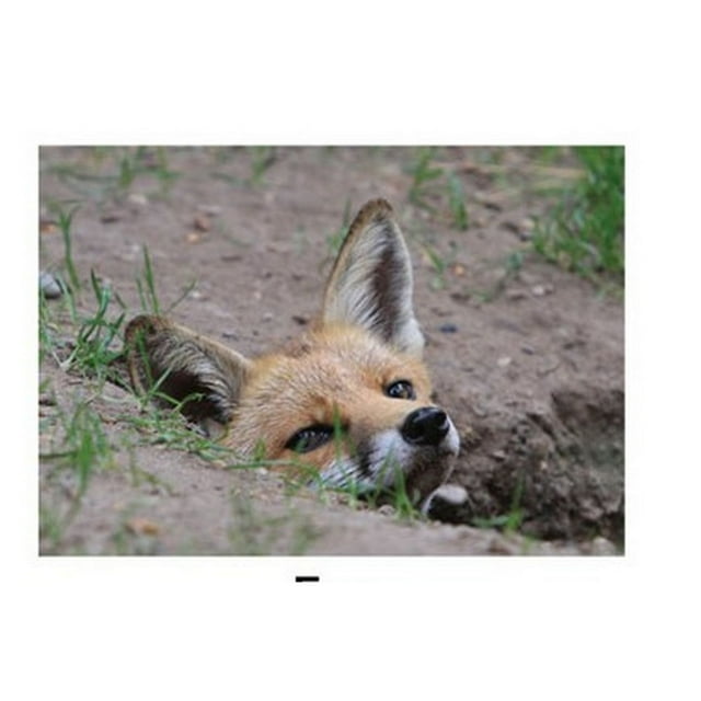 Kevin Milner Carte de Souhaits Renard Campagne