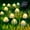 Warm White, variant on LINLIN Solar Mushroom String Lights,Waterproof 20LED Cute Mini Solar Mushroom Fairy Lights 8 Modes Mushroom Pathway Ground Lights for Landscape Lawn Backyard Wedding Party Christmas Decorations