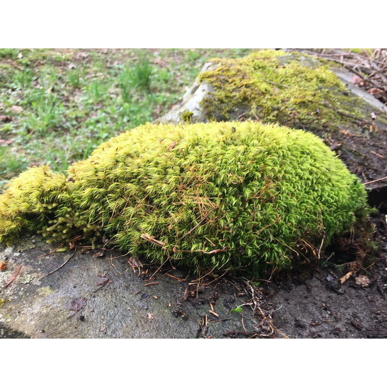 Rock Cap Moss