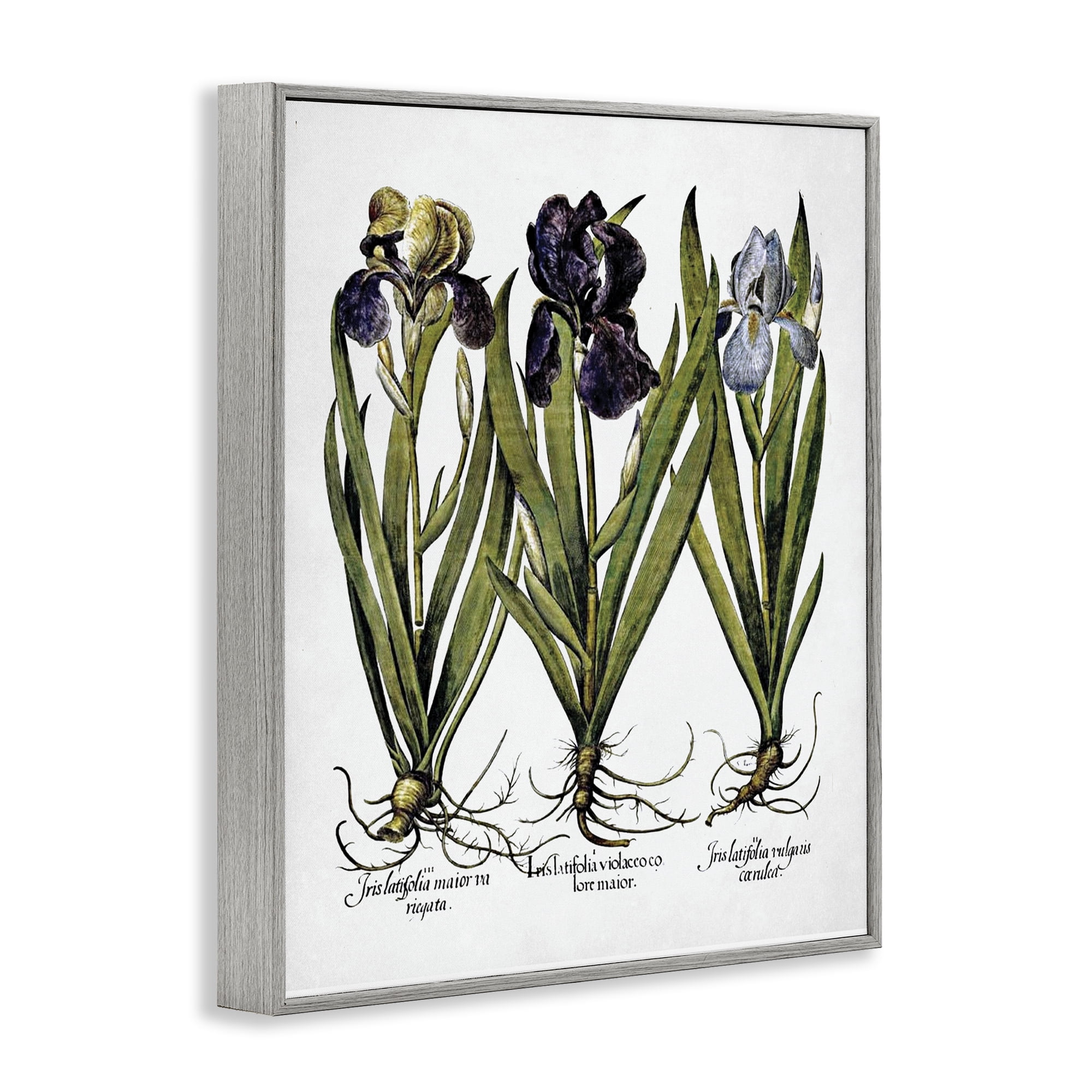 Stupell Industries Vintage Iris Studies Botanical & Floral Painting Gray Framed Art Print Wall Art, 24 x 30