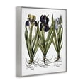 thumbnail image 4 of Stupell Industries Vintage Iris Studies Botanical & Floral Painting Gray Framed Art Print Wall Art, 24 x 30, 4 of 10