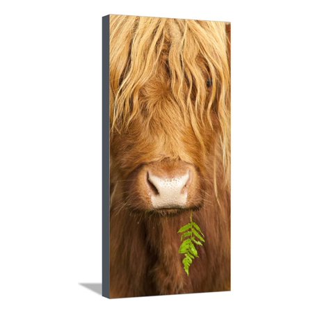 Head Portrait Of Highland Cow, Scotland, With Tiny Frond Of Bracken At Corner Of Mouth, UK Stretched Canvas Print Wall Art By Niall (Best Month To Visit Scotland Highlands)