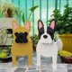 thumbnail image 3 of Forma De Perro, Maceta Suculenta De Dibujos Animados Para Mascotas, Para Decoración De Jardín Y Hogar Minnieouse HA039588-01, 3 of 6