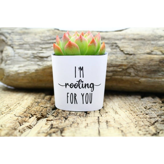 Plants Of Joy Im Rooting for you Print Succulent Wraps for Weddings, Baby Shower, and Party Favors. 25 Count Pack.
