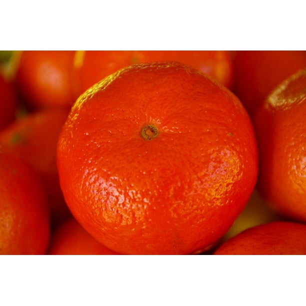 Citrus Clementines Vitamins Fruit Orange12 Inch BY 18 Inch Laminated