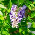 thumbnail image 3 of 3 Gal. Amethyst Falls Wisteria - Purple Blooms - Perfect For Trellis or Arbor, 3 of 5