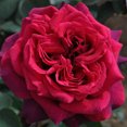 thumbnail image 2 of Heirloom Roses Red Rose Bush - Parfuma® Dark Desire™ Grandiflora , Live Rose Plant, 2 of 3