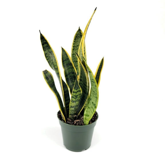 4 in. Sansevieria Laurentii Superba Plant in Grower Container (3-Pack)
