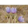 thumbnail image 2 of Jaynes Gallery 32x23 White Modern Wood Framed Museum Art Print Titled - Canada-Manitoba-Sandilands Provincial Forest Prairie crocus flowers close-up, 2 of 4