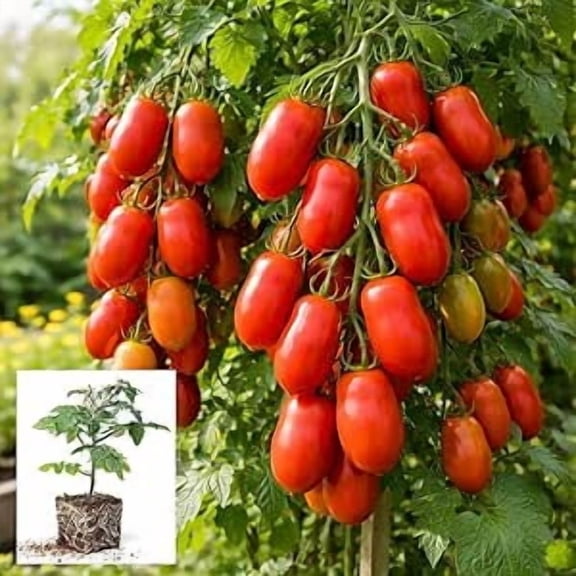 Granadero Roma Tomato Live Plants for Growing - Approx 4-6 Inches Tall to Grow, Garden or Container (1 Plant)
