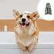 thumbnail image 1 of Xihbxyly Champú para Mascotas, Fórmula Limpiadora Suave 5 En 1, Solución Nutritiva para El Cuidado Del Cabello, Protección Calmante para La Piel, Ideal para Baño y Masaje, Apto para Perros y Gatos, I, 1 of 7