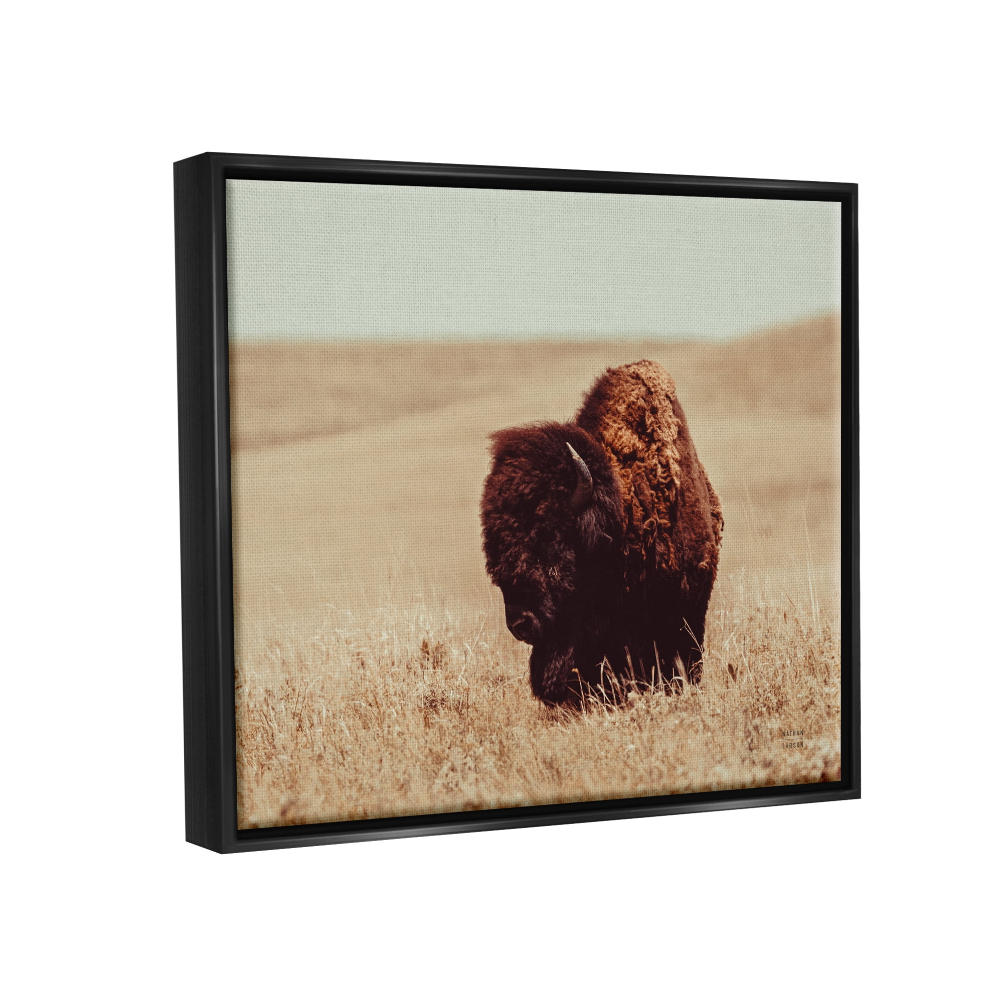 Stupell Industries Bison Grazing Tall Grass Animals & Insects Photography Black Floater Framed Canvas Art Print Wall Art, 31 x 25