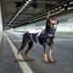 thumbnail image 4 of Chaleco salvavidas ajustable para perros, ropa de baño, chaleco salvavidas para nadar S, 4 of 9