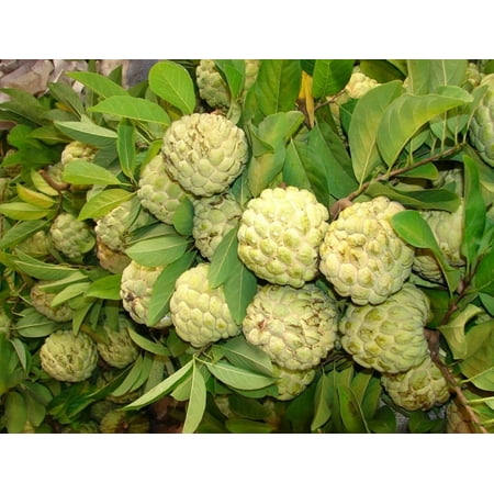 Sugar Apple Live Plant 5-9" Tall in Cup - Annona Squamosa - Sugar Apple Fruit Tree - Seeding Sugar Apple Live Plant - Sweet Tropical Fruit Tree - Outdoor Garden