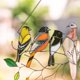 thumbnail image 5 of 7 pájaros multicolores en un alambre, colgante de adornos artísticos de la serie de pájaros de metal pintado de doble cara con cadena de metal para ventana, 5 of 5