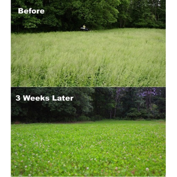 Whitetail Institute Arrest Max Selective Grass Herbicide - 4 Pints (4 Acres) - Carton of 4