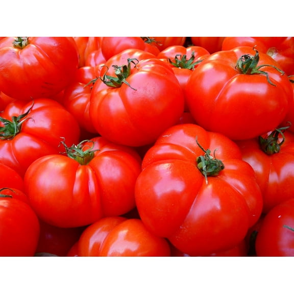 Giant Belgium Pink Tomato Seeds/ Annual/Full Sun/1250 Seeds 1/8 oz/ Zellajake Farm and Garden - B174