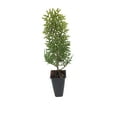 thumbnail image 2 of Arborvitae Berkman's Gold - 60 Live Plants - Thuja Orientalis Aurea Nana, 2 of 9
