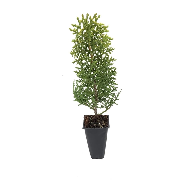 Arborvitae Berkman's Gold - 3 Live Plants - Thuja Orientalis Aurea