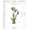 thumbnail image 5 of Art.com Gentian Twins Art Print by Albert Koetsier, White Frame Wall Art, 17" x 21", 5 of 5