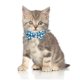 thumbnail image 3 of Paquete de 2 collares para gatos separables con pajarita, collares para gatos con hebilla de seguridad y campana, collares con estampado de verano, 3 of 5