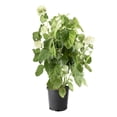 thumbnail image 1 of 2 Gallon Annabelle Hydrangea, 1 of 6