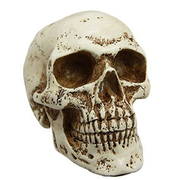Atlantic Collectibles Paleoanthropology Homosapien Mini Skull Collectible Figurine 4.5"L