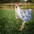 thumbnail image 5 of 4 Piezas Silla de Pollo Correas para Chaqueta de Pollo Delantal para Gallina Delantal para Pollo, 5 of 5