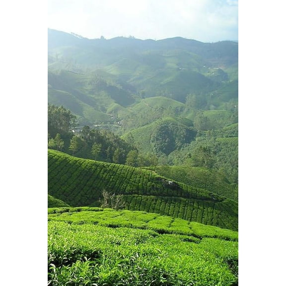 Tea Plantation Notebook (Paperback)