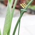 thumbnail image 4 of Plant Support Stakes Garden Flower Support Single Stem Plant Support Stakes, 4 of 8