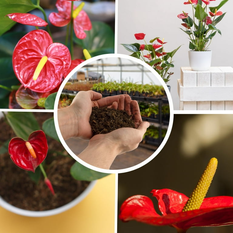 Soil Sunrise Anthurium Plant Potting Soil Mix (4 Quarts) Indoor Houseplant Custom Blend for Flowering Anthuriums
