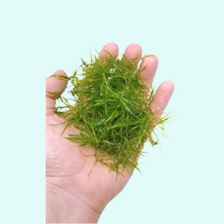 Guppy Grass  5 Live Floating Aquarium Plant Stems - Free Shipping - Yahoo  Shopping