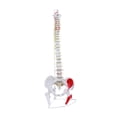 thumbnail image 1 of Modelo de vertebral Humana Baoblaze esqueleto Detallado Educativo Estilo C, 1 of 8