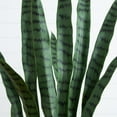 thumbnail image 5 of Nearly Natural Sansevieria Artificial Potted Plant - 5' - Green, 5 of 7