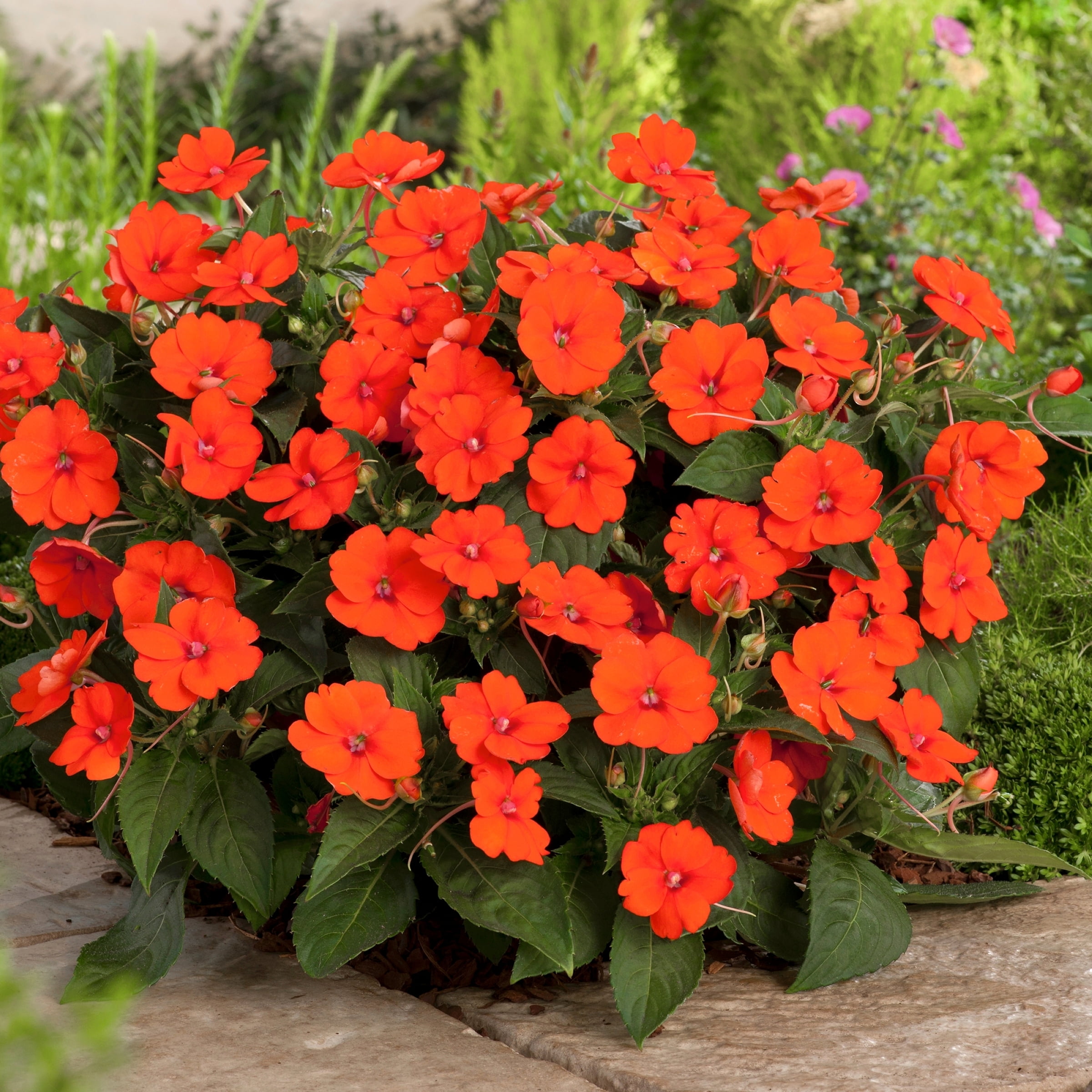 2.5 in. Impatiens Fireball SunPatiens Collection (3-Pack)
