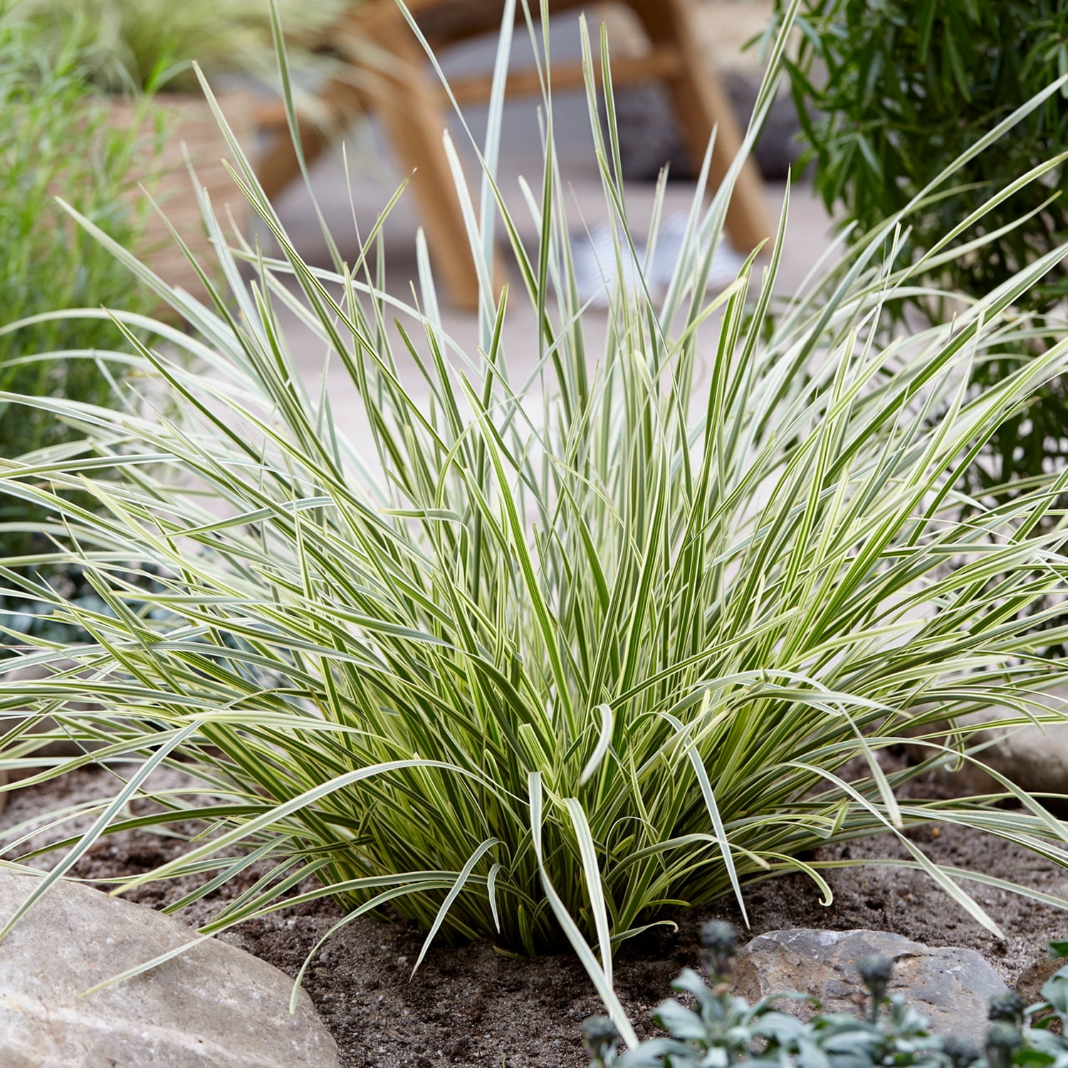 Southern Living Platinum Beauty Lomandra 'Mat Rush' Live Shrub in 2.5-Quart Grower Pot