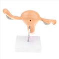thumbnail image 5 of 2X Modelo Anatómico del Órgano Reproductivo Femenino Útero Vagina Matriz Femenina Modelo de Anatomía Herramientas de Enseñanza, 5 of 5