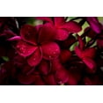 thumbnail image 5 of Hawaiian Tropical Red Frangipani Plumeria Plant Cutting Full Sun 1 Pk, 5 of 6