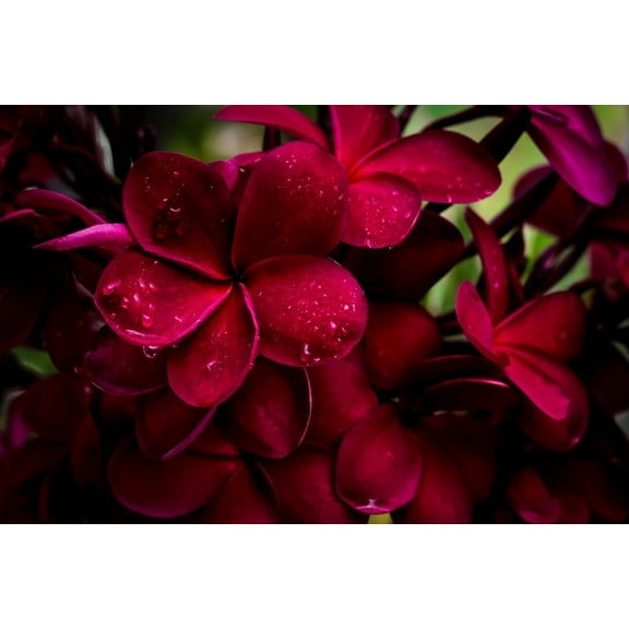 Hawaiian Live Red Plumeria Plant Cuttings (Pack of 4) Unrroted, No Bloom, Sun, Indoor, Outdoor