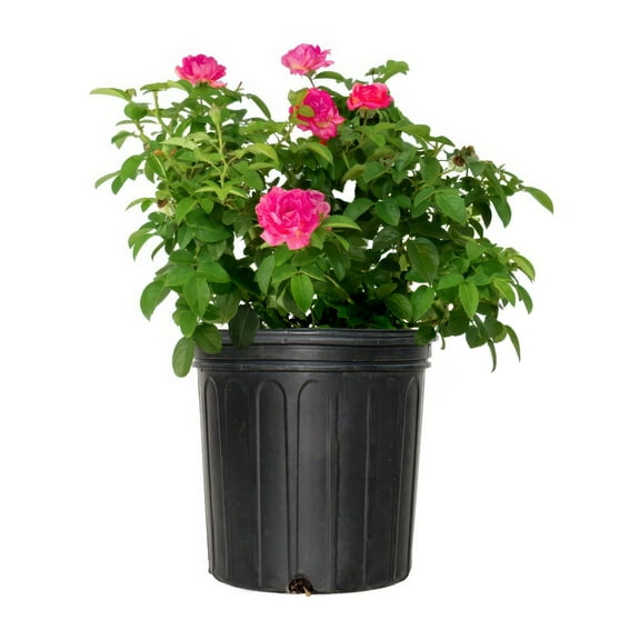 National Plant Network 2 gal. Pink Double Knock Out Rose