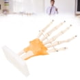thumbnail image 4 of Modelo De Mano, Modelo De Pantalla De Articulación De Mano Vívida Detalles Claros Para La Enseñanza De La Escuela De Medicina Anggrek Hand Finger Joint Model, 4 of 8
