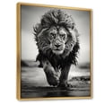 thumbnail image 2 of Designart "Monochrome Lion Dash in Savannah" Animals Floater Framed Canvas Wall Art, 2 of 7