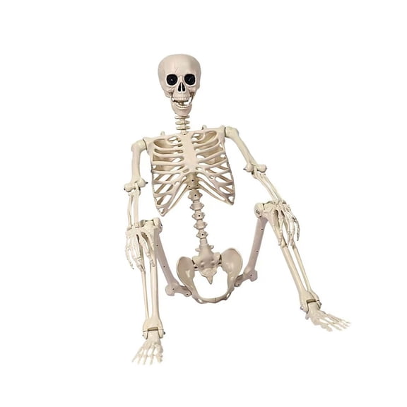 Poseable Halloween Skeleton with Flexible Joints, Sturdy Indoor/Outdoor Party Decor