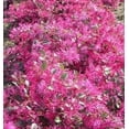 thumbnail image 6 of Loropetalum Plum Delight  2 Extra Large 3 Gallon Plants  Loropetalum Chinense VAR. Rubrum  Lush Landscaping  Garden Accent, 6 of 8