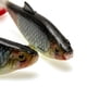 thumbnail image 2 of Señuelos Peces Mar Cebo Sábalo para Nadar Cebos Baño Con Cola Paleta 13 5 Cm/28g Pesca Lubina, 2 of 9