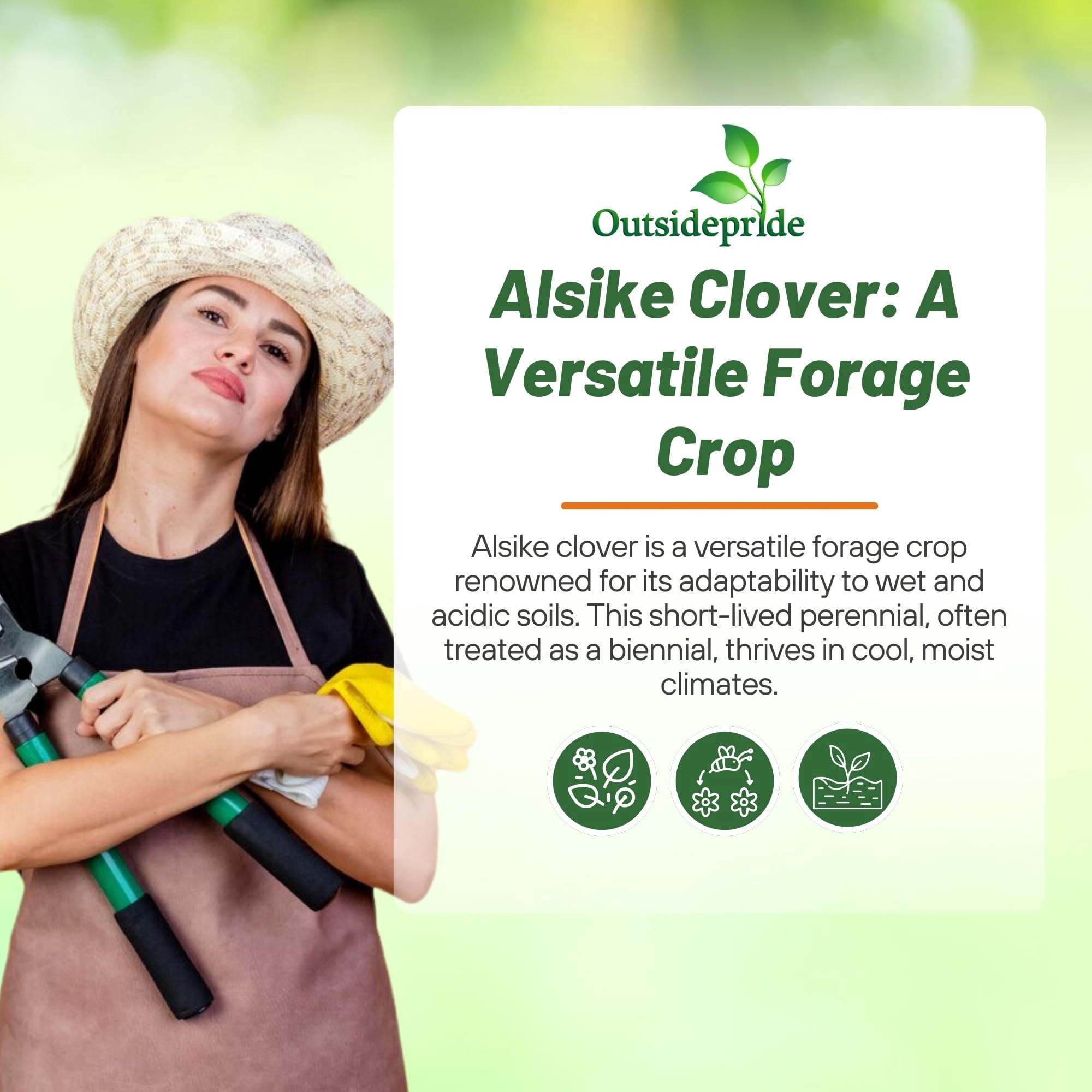 Outsidepride 10 lb. Biennial Alsike Clover Seed for Forage, Hay, Greenchop, & Grazing