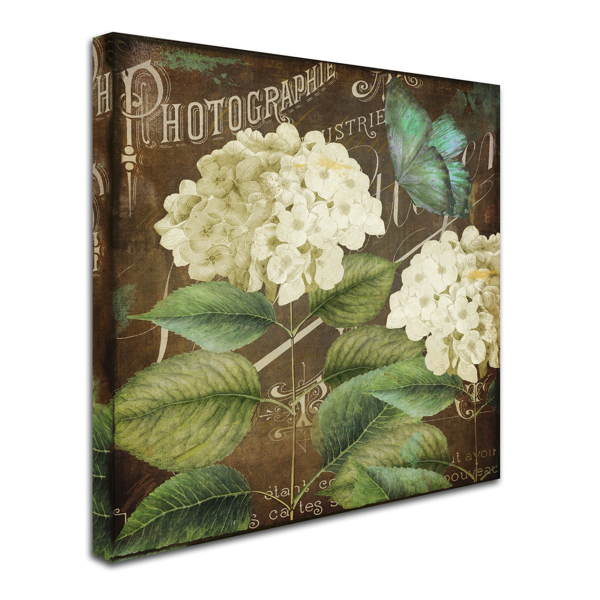 Trademark Fine Art "Alabaster Hydrangea" Canvas Art by Color Bakery